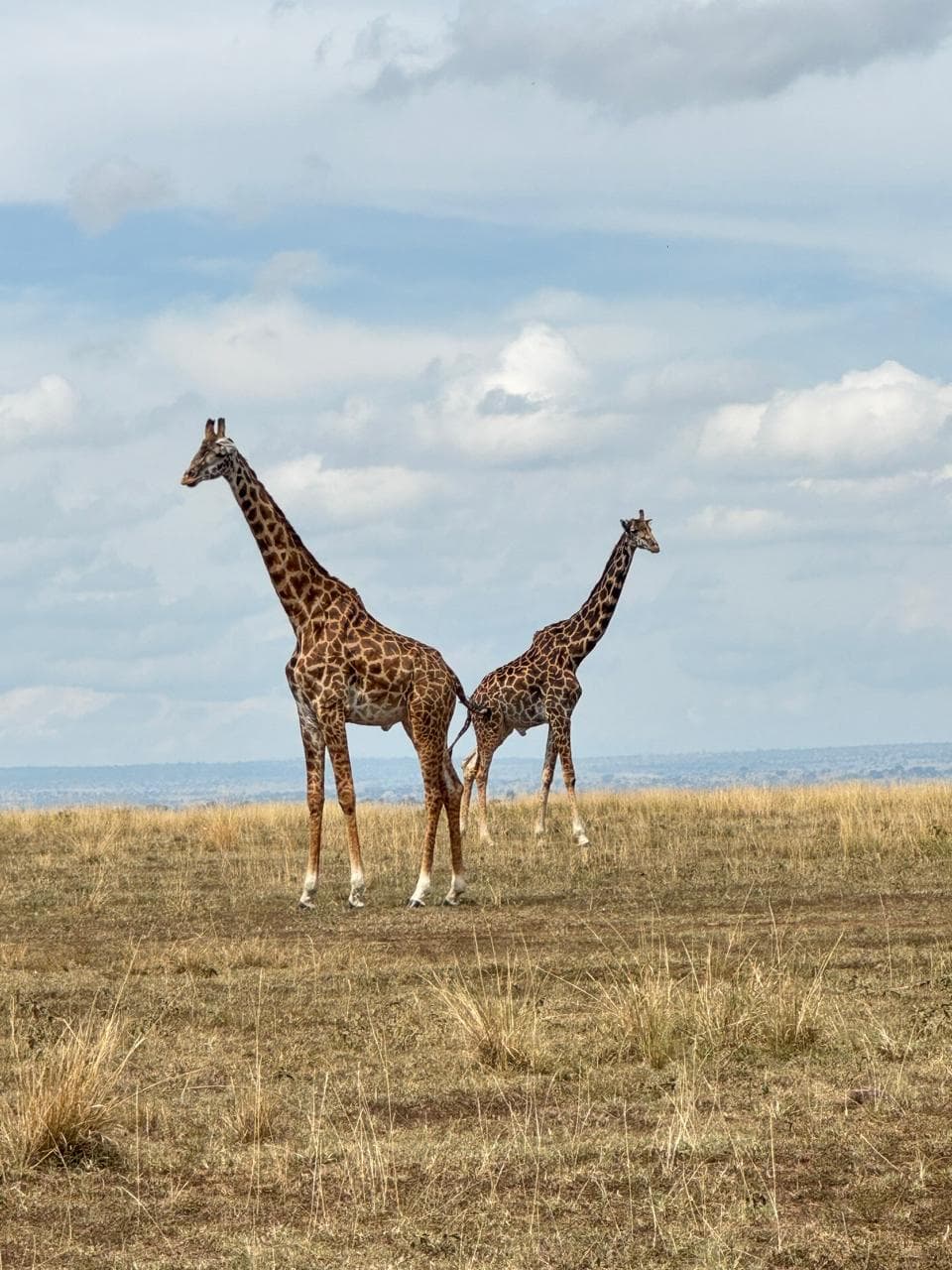 Kenya safari and travel experience with Oceanbaby Tours - 1