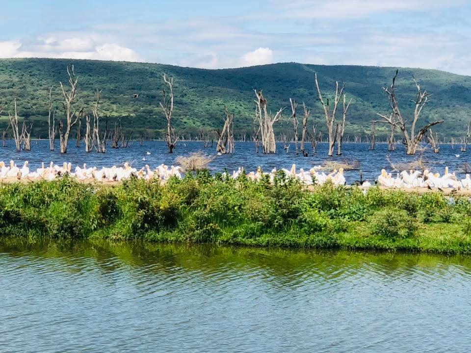 Lake Nakuru National Park Safari, Kenya - Oceanbaby Tours & Travel East Africa