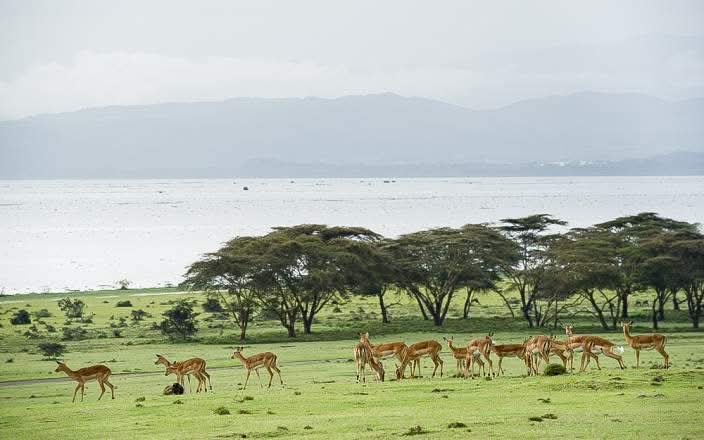 Lake Nakuru National Park Safari, Kenya in Lake Nakuru National Park, Kenya - Photo 2