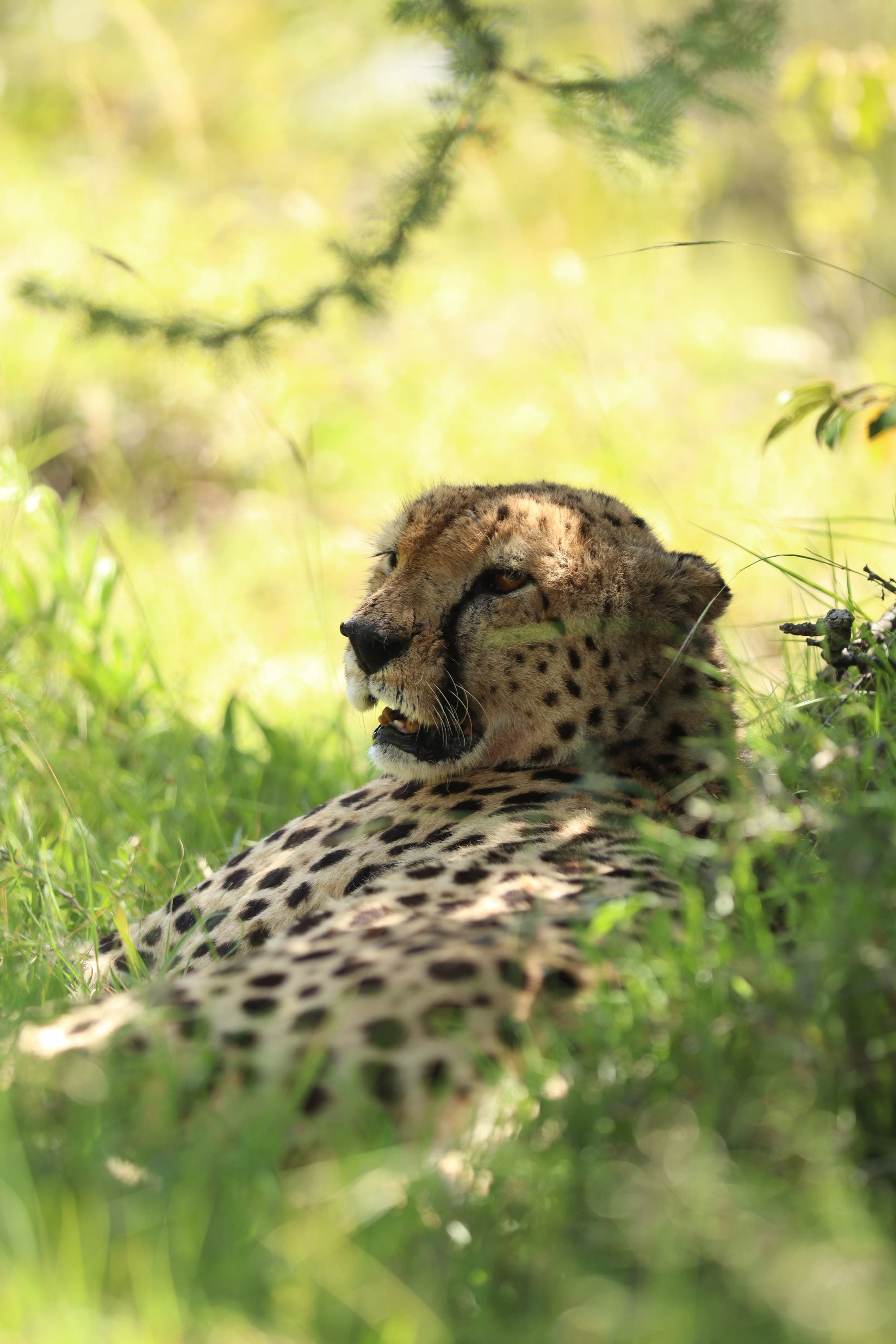 Maasai Mara Safari Kenya - Photo 15
