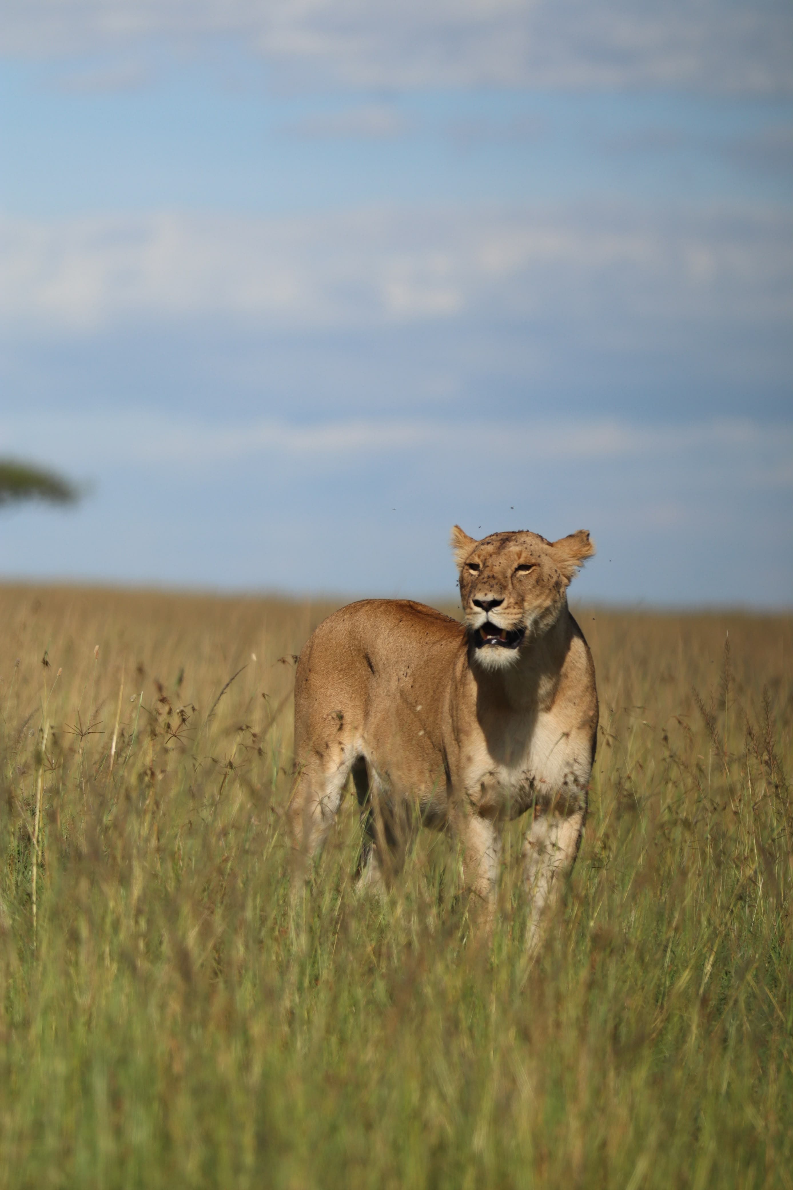 Maasai Mara Safari Kenya - Photo 18