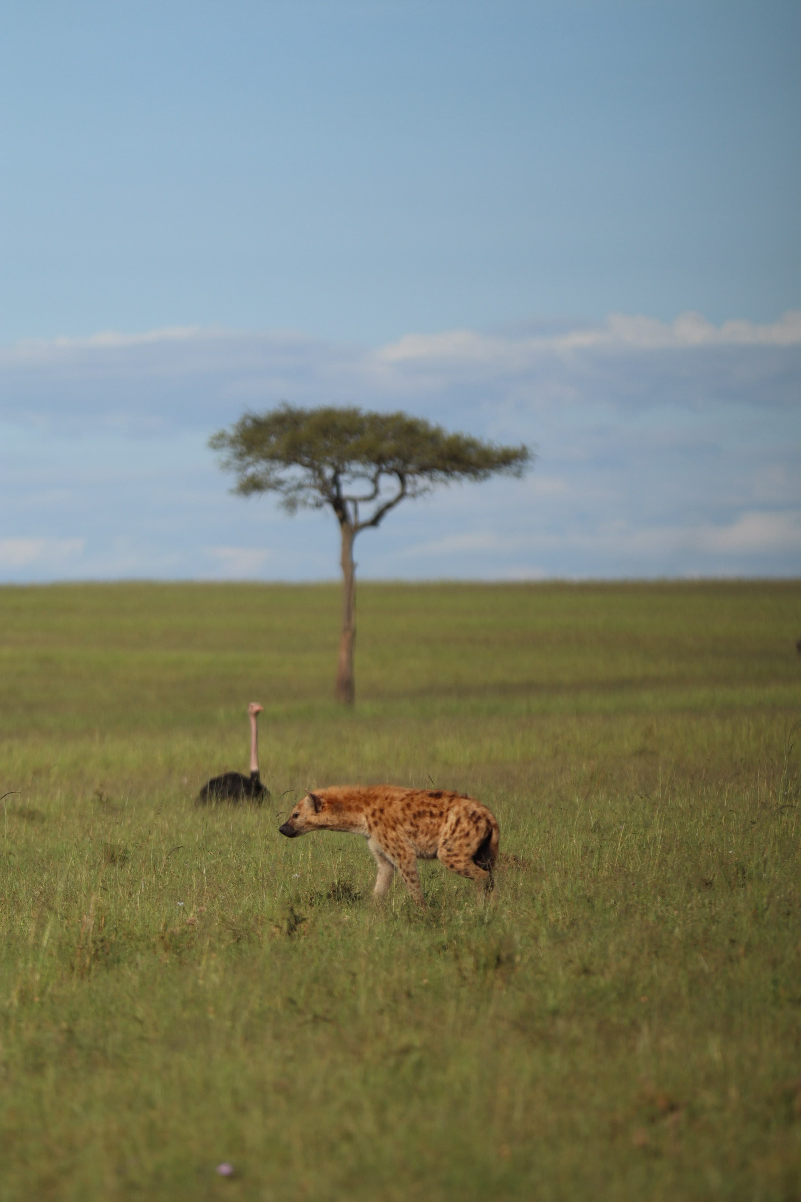Maasai Mara Safari Kenya - Photo 20