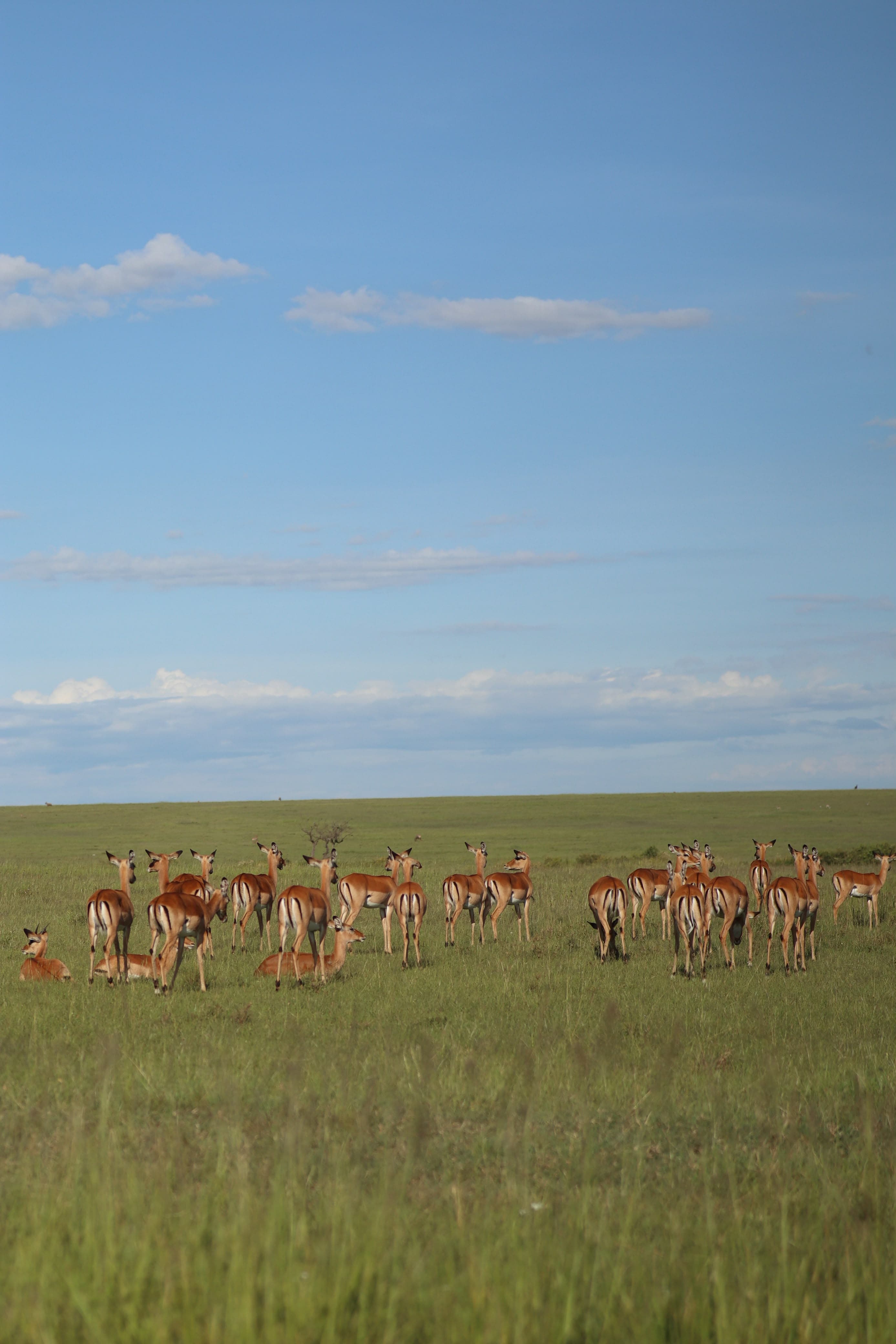 Maasai Mara Safari Kenya - Photo 21