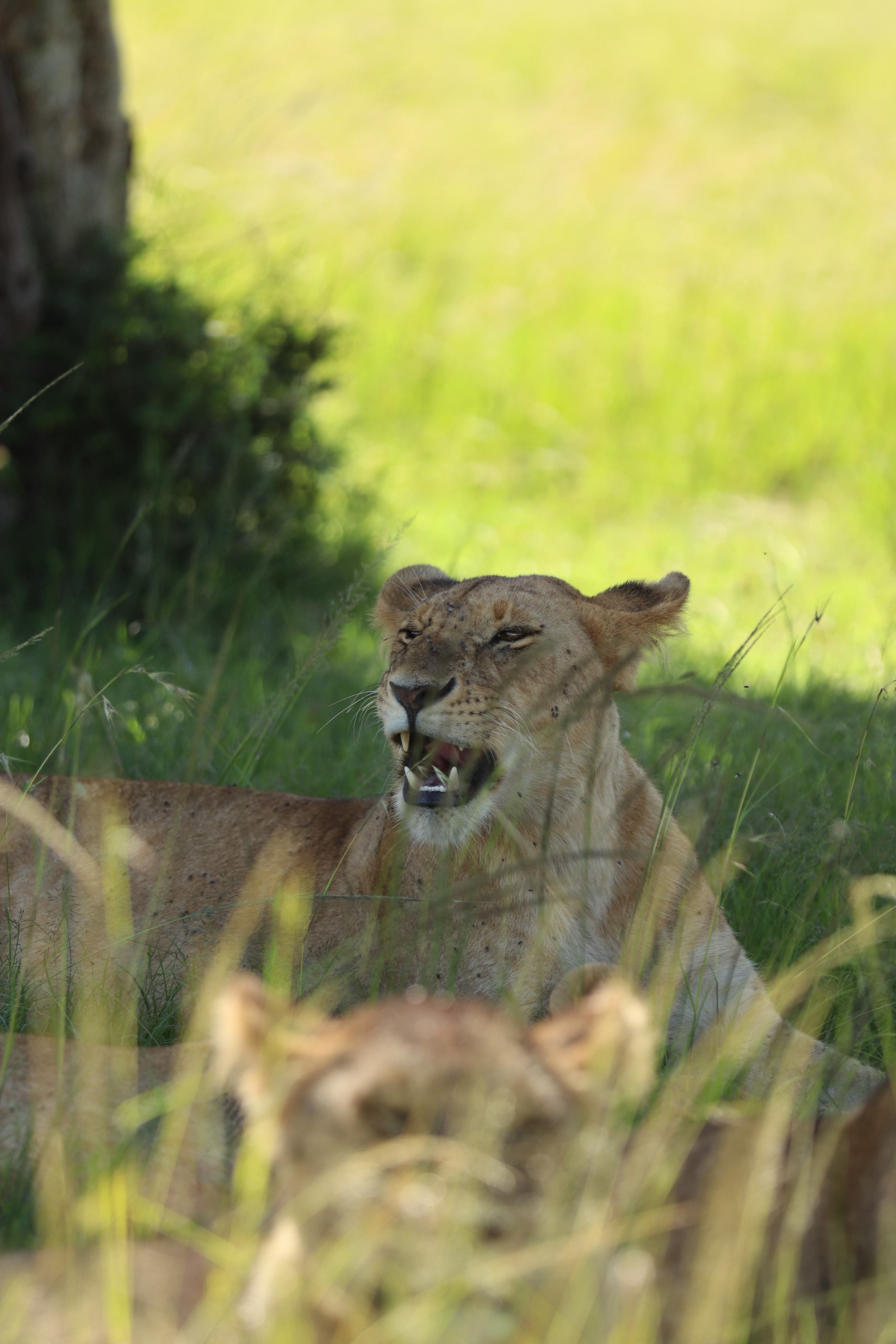 Maasai Mara Safari Kenya - Photo 22