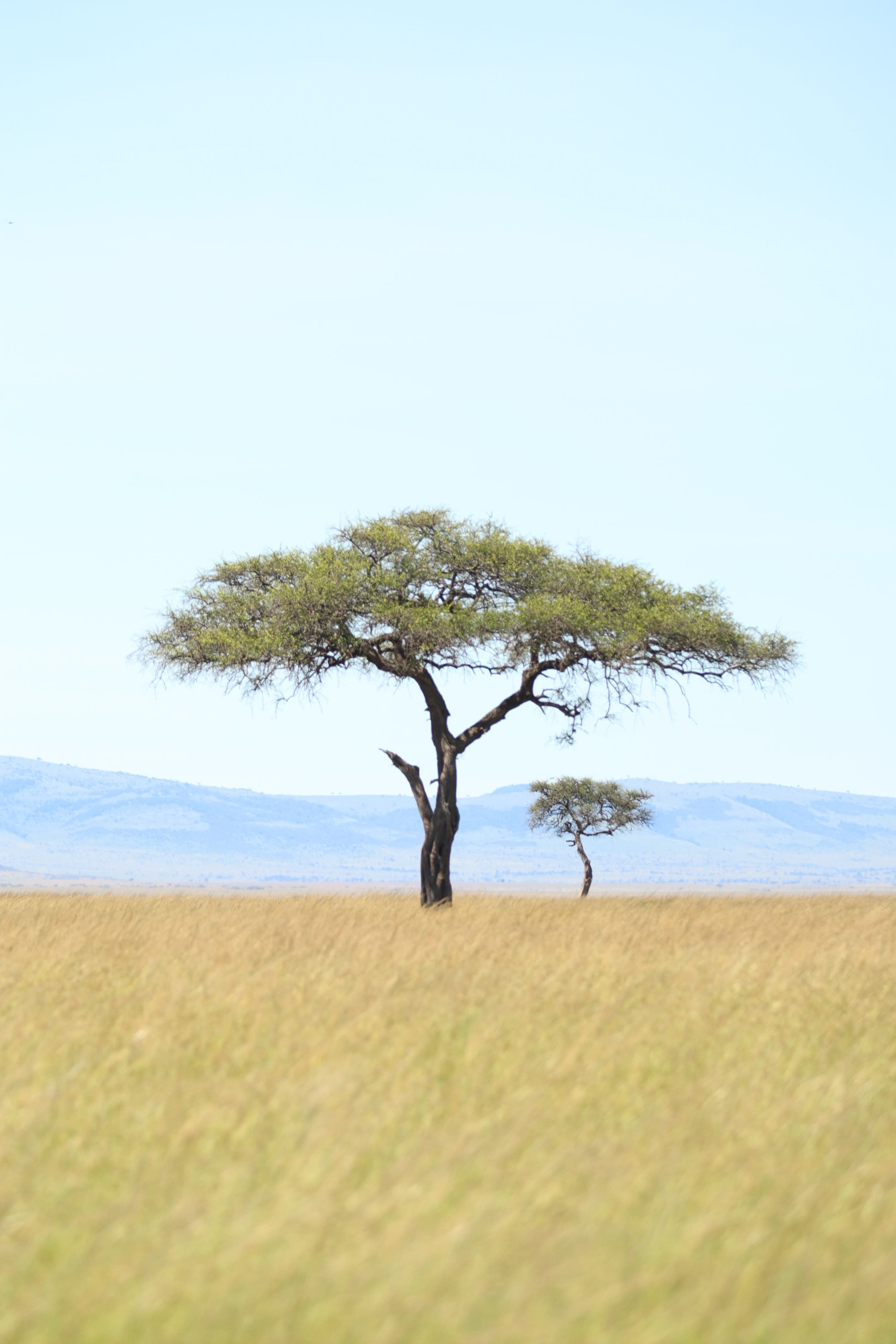 Maasai Mara Safari Kenya - Photo 23