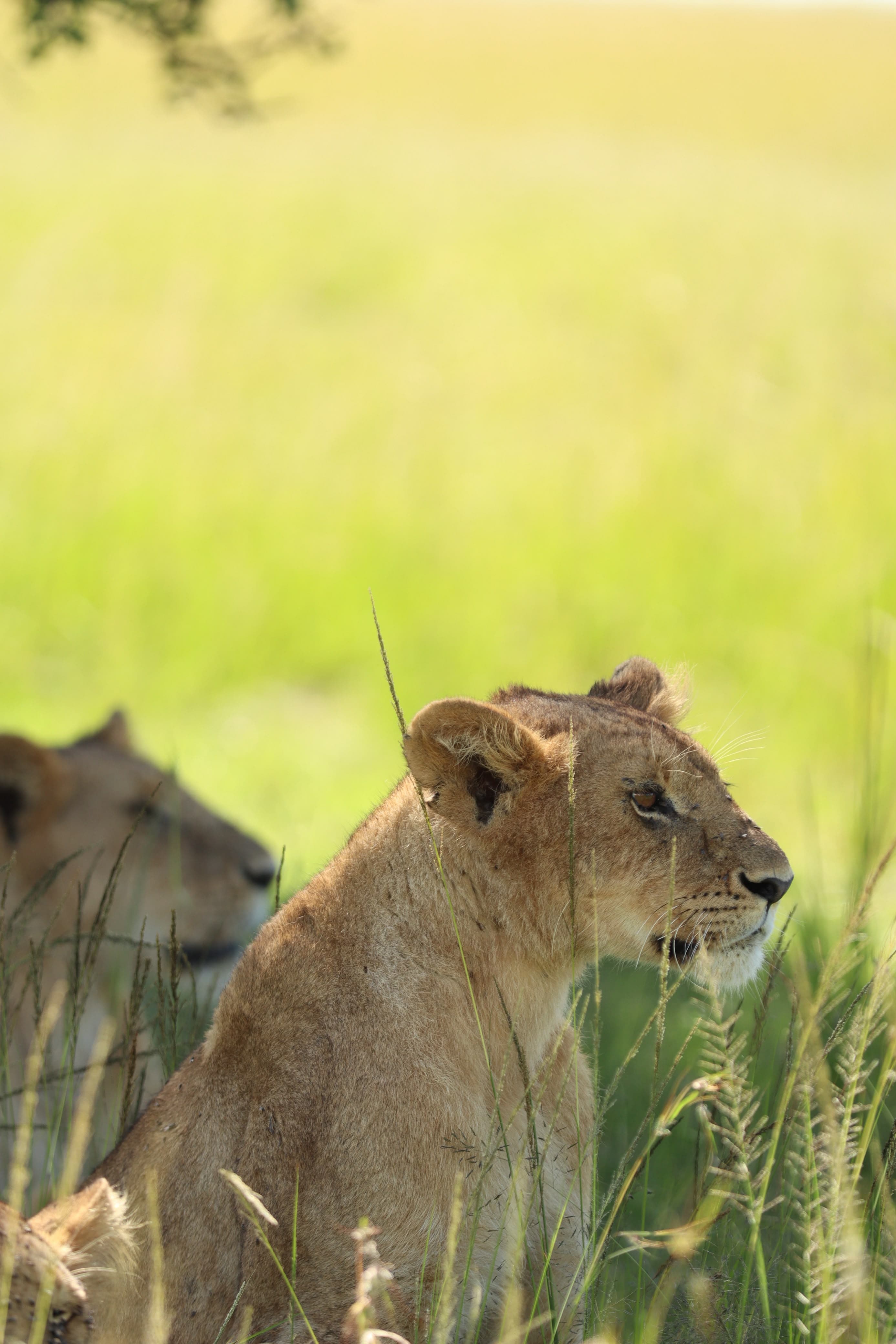 Maasai Mara Safari Kenya - Photo 24