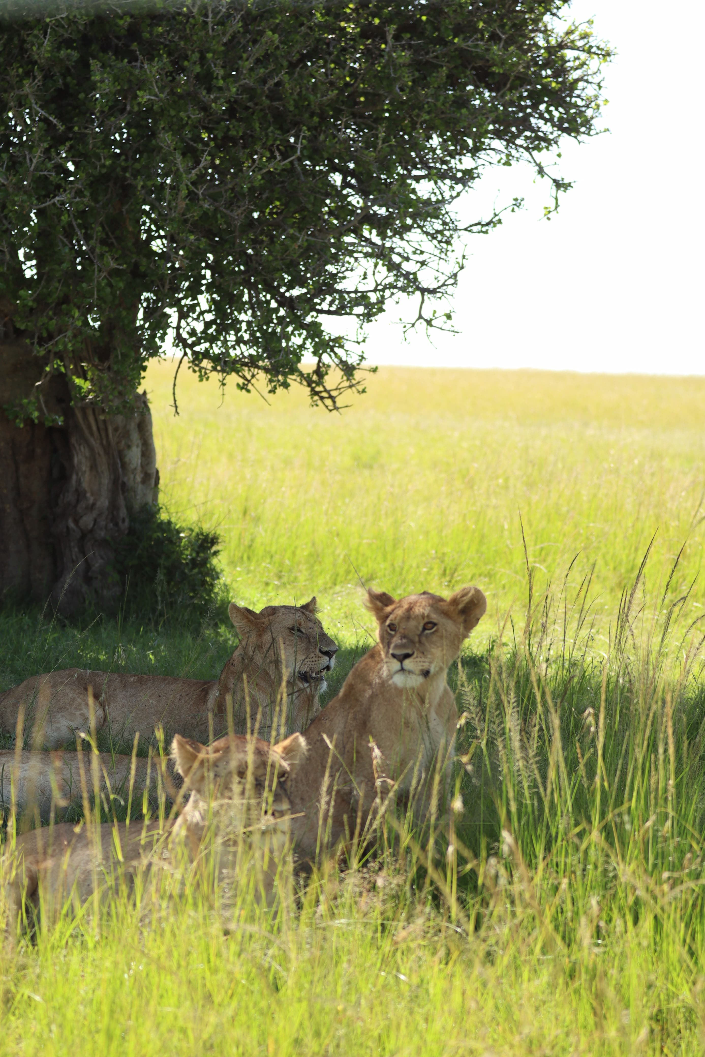 Maasai Mara Safari Kenya - Photo 25