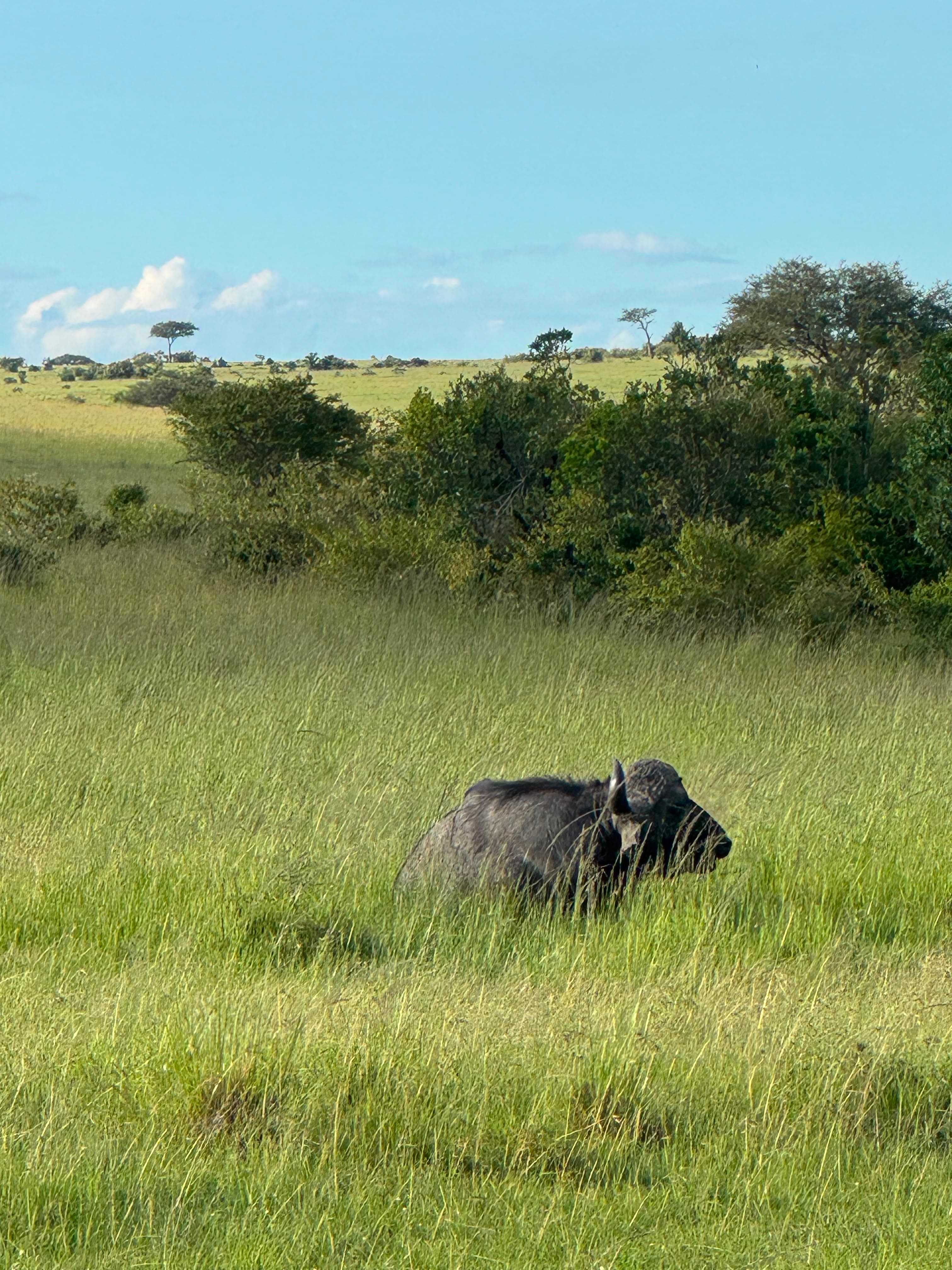 Maasai Mara Safari Kenya - Photo 31