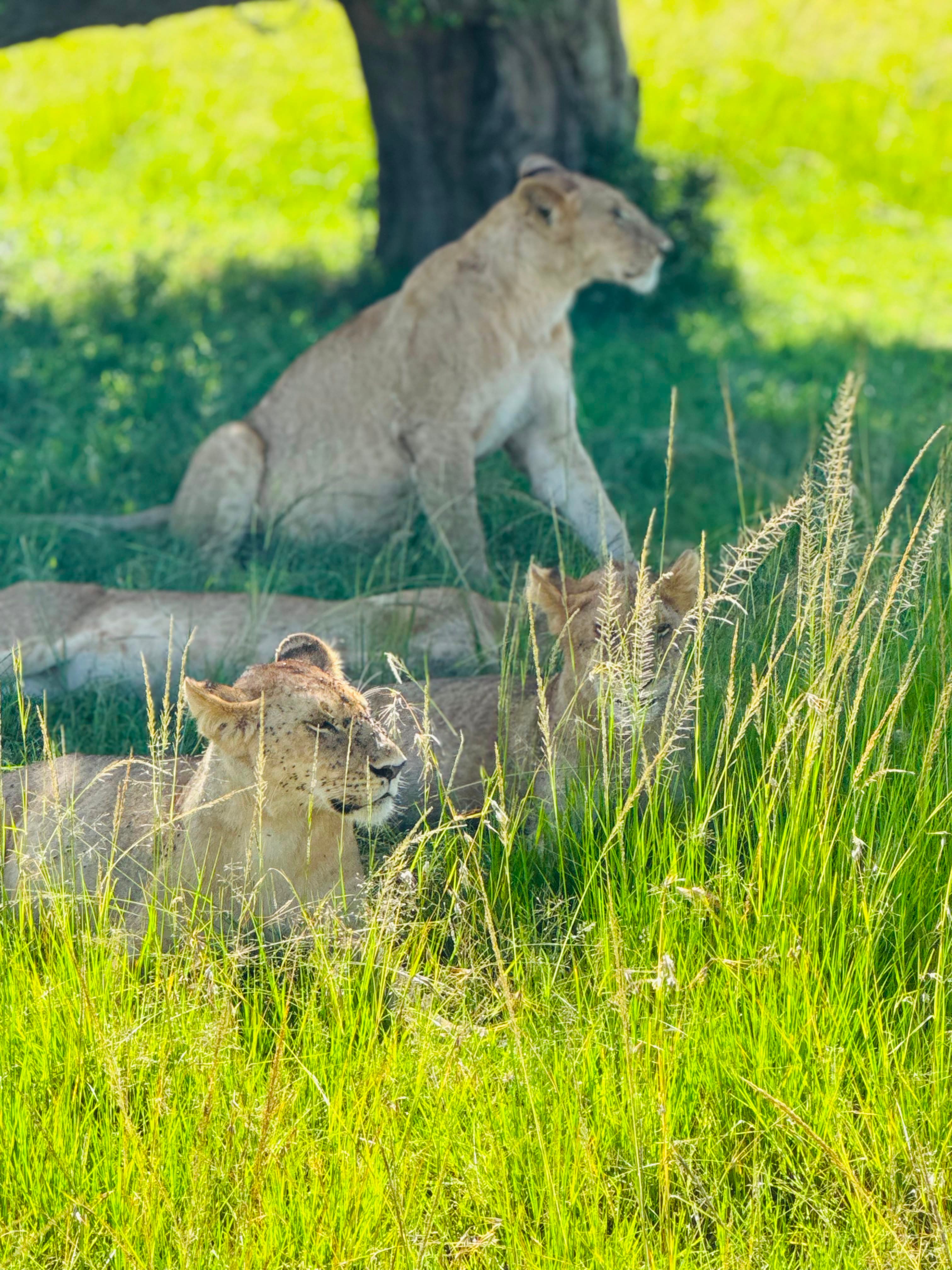 Maasai Mara Safari Kenya - Photo 32