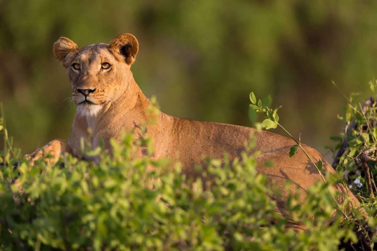 Meru National Park Safari, Kenya - Oceanbaby Tours & Travel East Africa