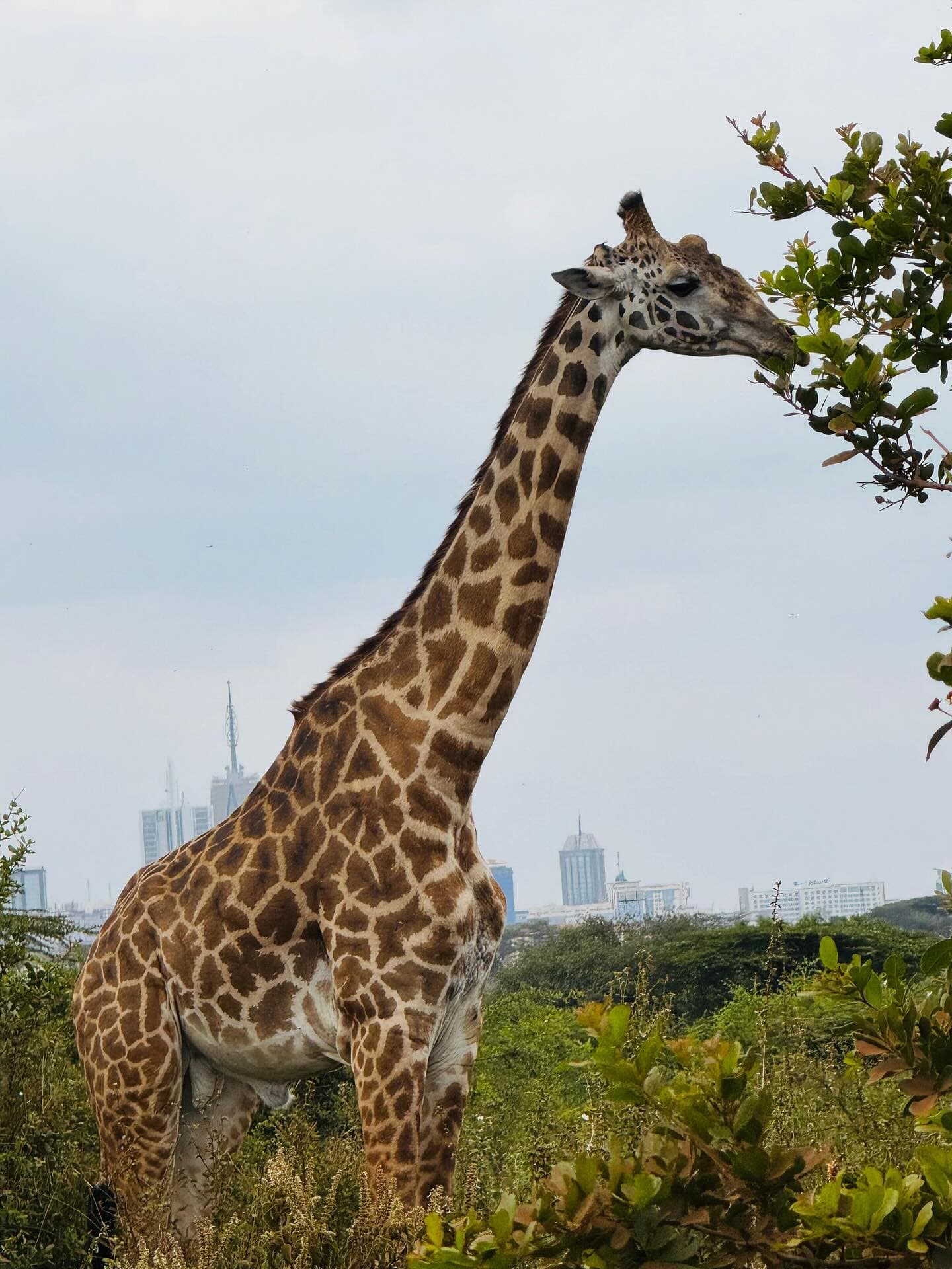 Nairobi National Park & David Sheldrick Safari, Kenya - Oceanbaby Tours & Travel East Africa