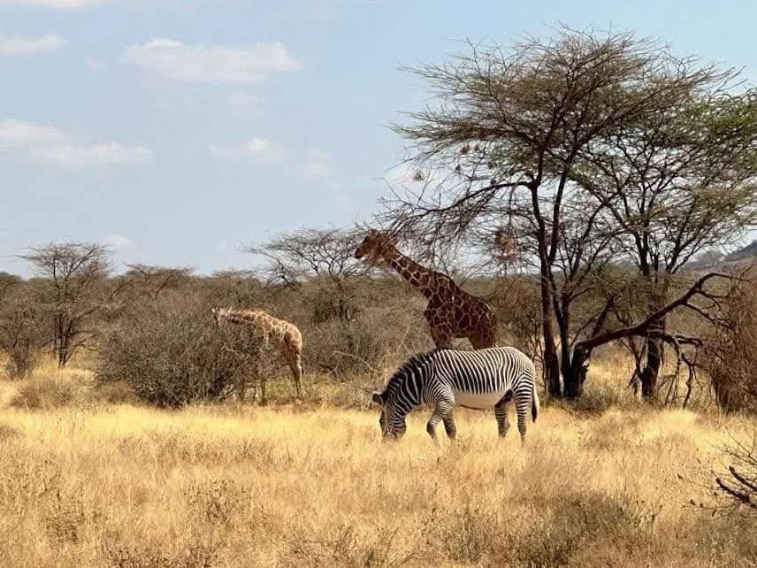 Samburu National Reserve Safari, Kenya - Photo 6