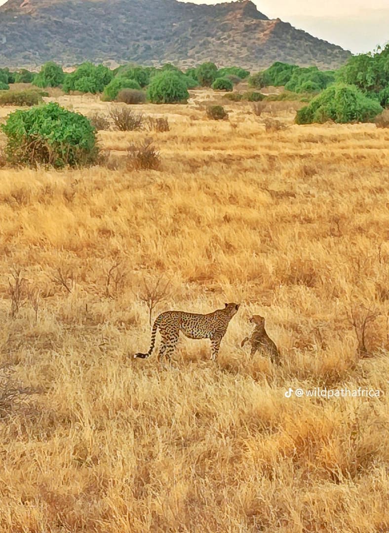 Samburu National Reserve Safari, Kenya - Oceanbaby Tours & Travel East Africa