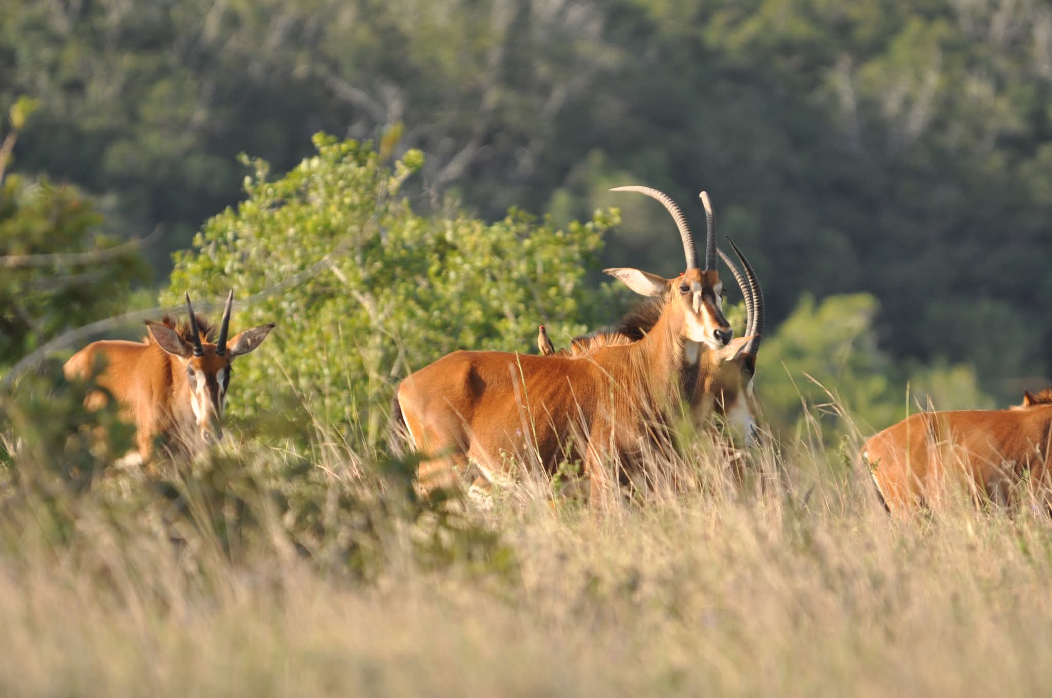 Shimba Hills National Reserve Safari, Kenya - Oceanbaby Tours & Travel East Africa