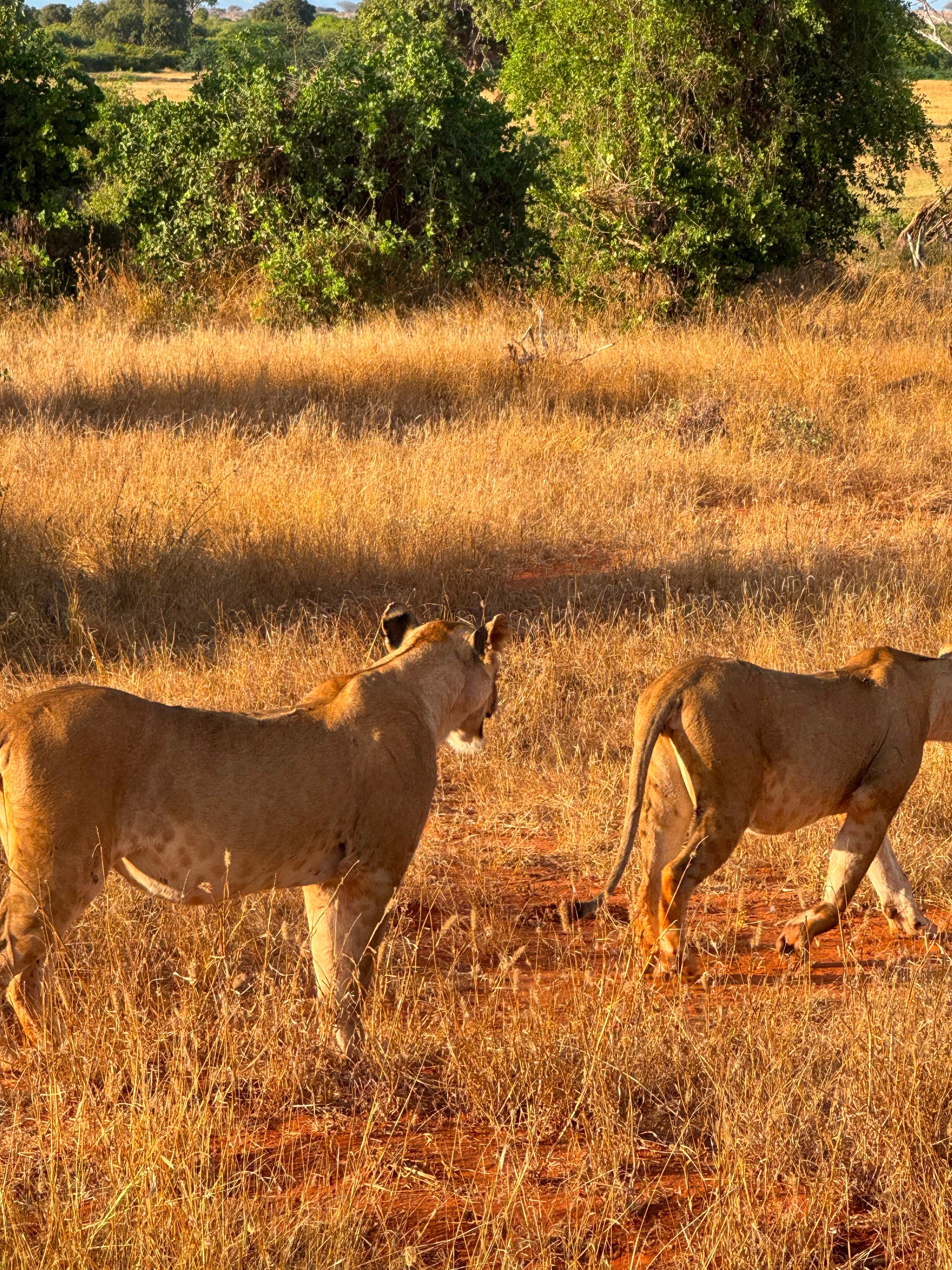 Tsavo East National Park Safari, Kenya - Photo 29