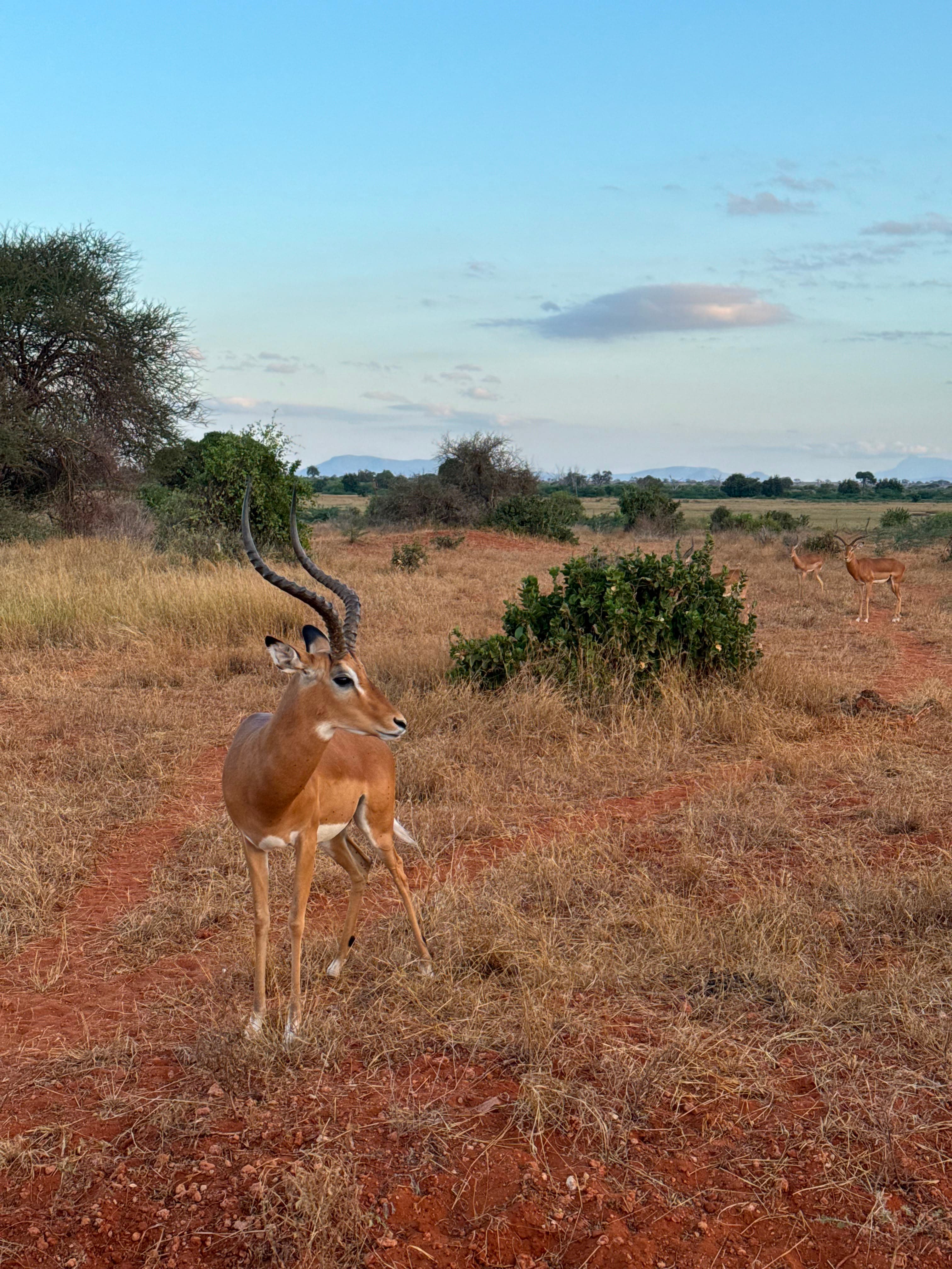 Tsavo East National Park Safari, Kenya - Photo 8