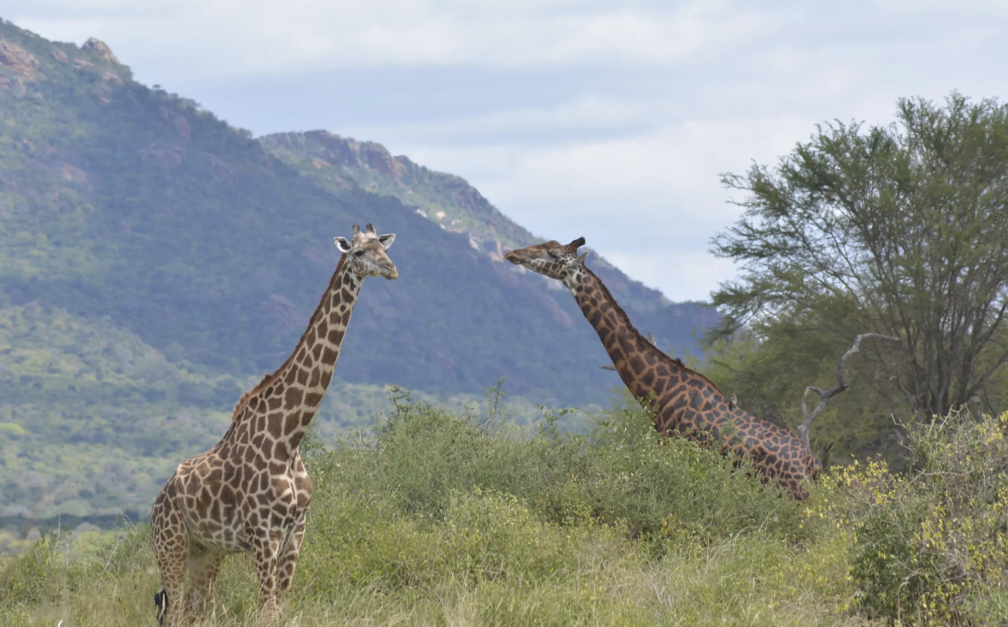 Tsavo West National Park Safari, Kenya - Photo 6