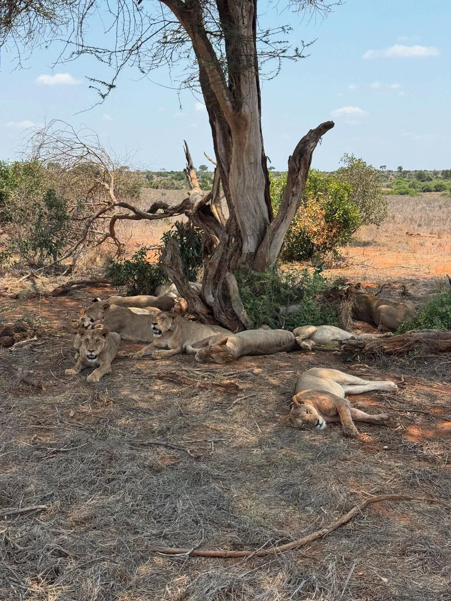Tsavo West National Park Safari, Kenya - Oceanbaby Tours & Travel East Africa