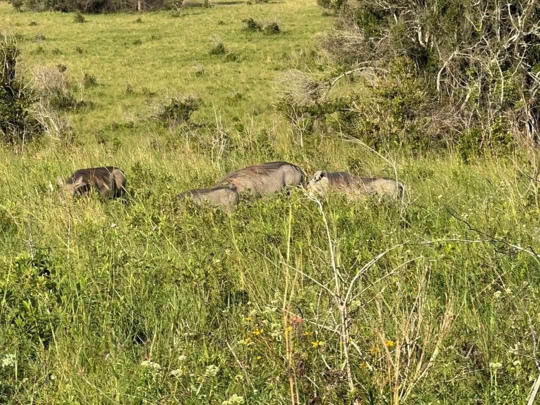 Shimba Hills National Reserve Safari, Kenya in Shimba Hills National Reserve, Kenya - Photo 2