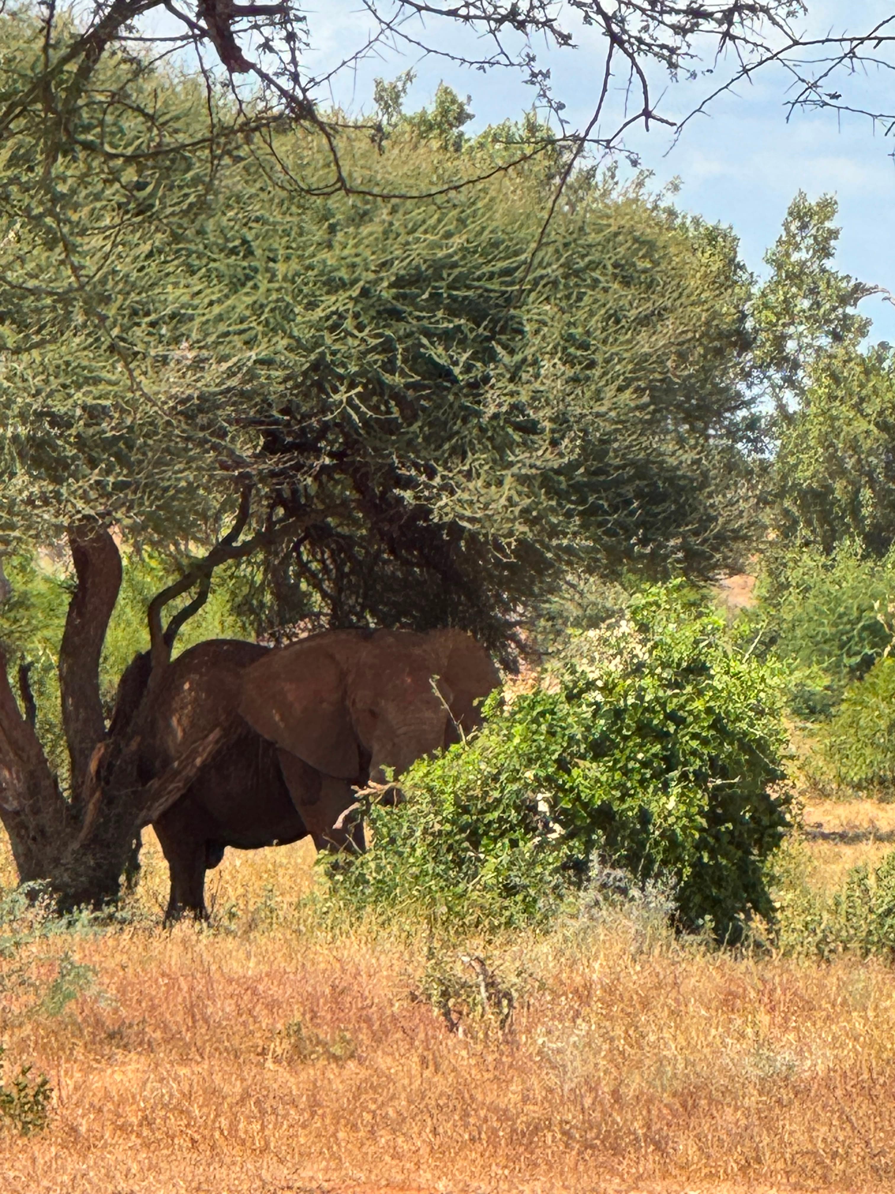 Tsavo East National Park 5