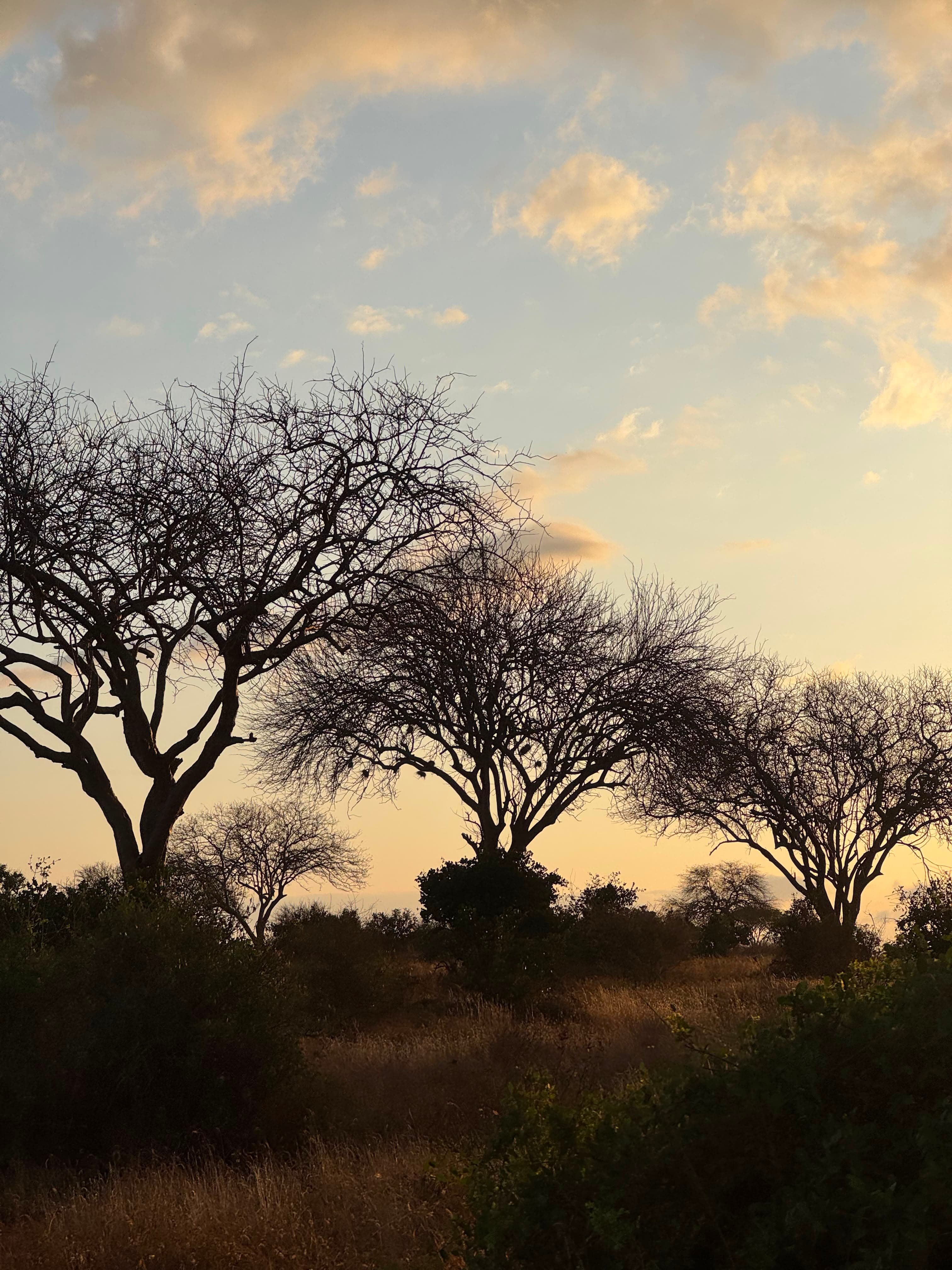 Tsavo Wildlife - Oceanbaby Tours & Travel